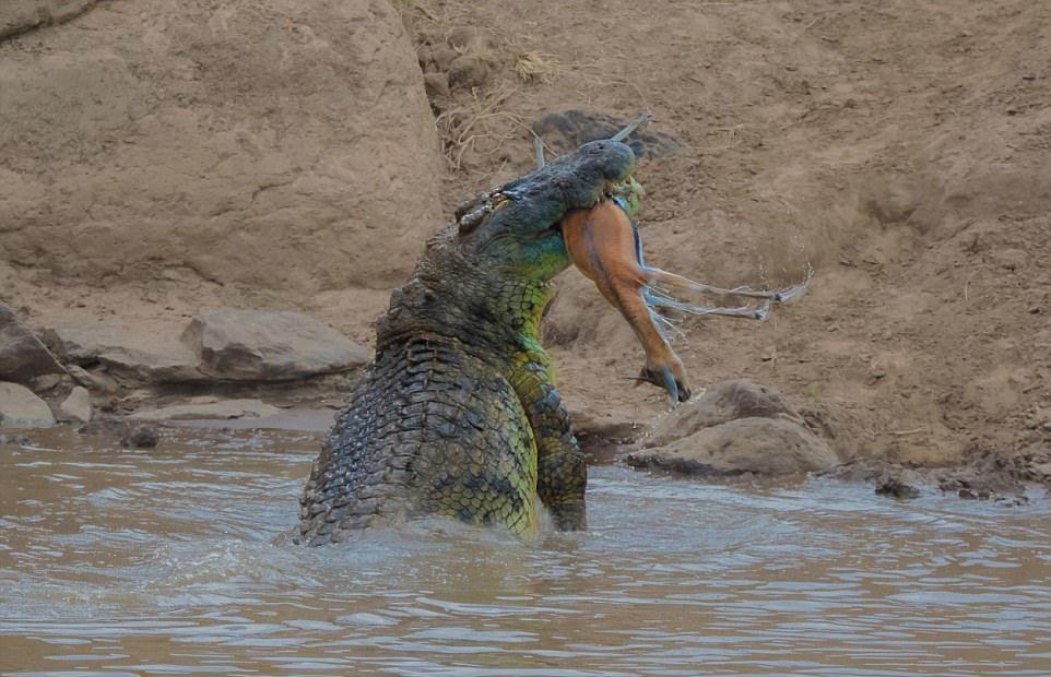 Огромный крокодил перекусил газель пополам