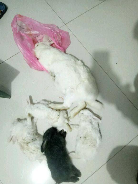 Соседский хаски убил семейство кроликов маленькой девочки