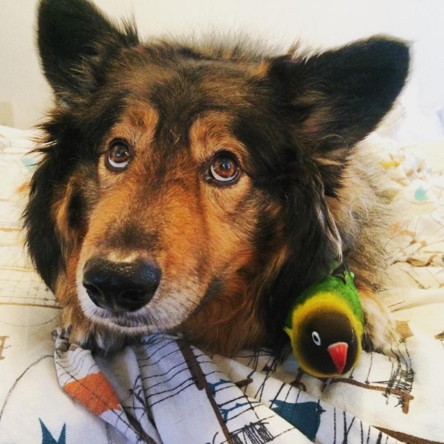 Собака и попугай – лучшие друзья!