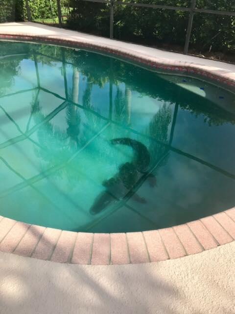 Во Флориде аллигатор купался в бассейне у дома