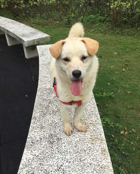 Добродушный китаец спас собаку