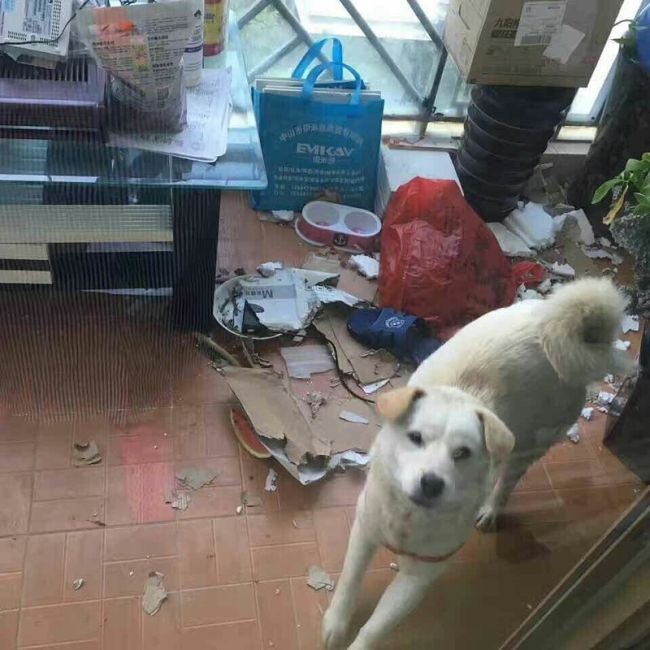 Добродушный китаец спас собаку