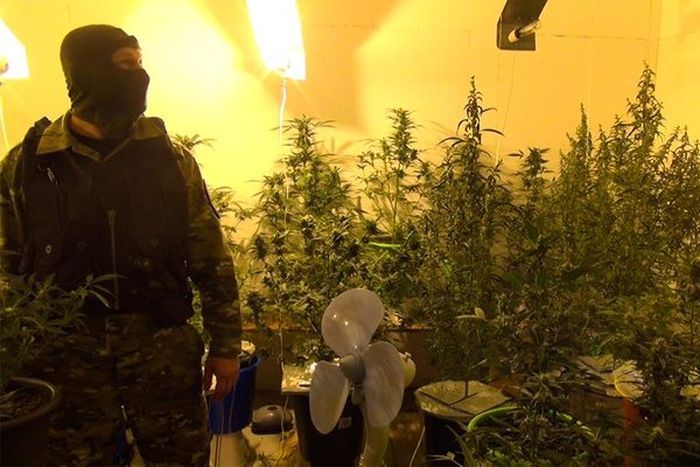 Самарские правоохранители накрыли плантацию конопли в съемной квартире