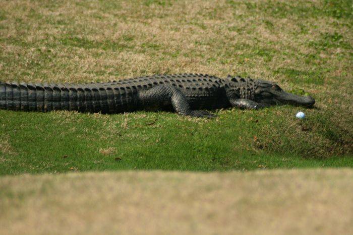 Опасные гости на гавайских полях для гольфа