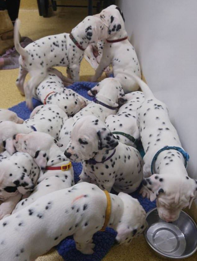 Собака породы далматин побила национальный рекорд по количеству щенков
