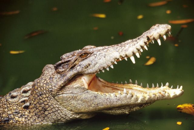 Что делать, если на вас напал крокодил