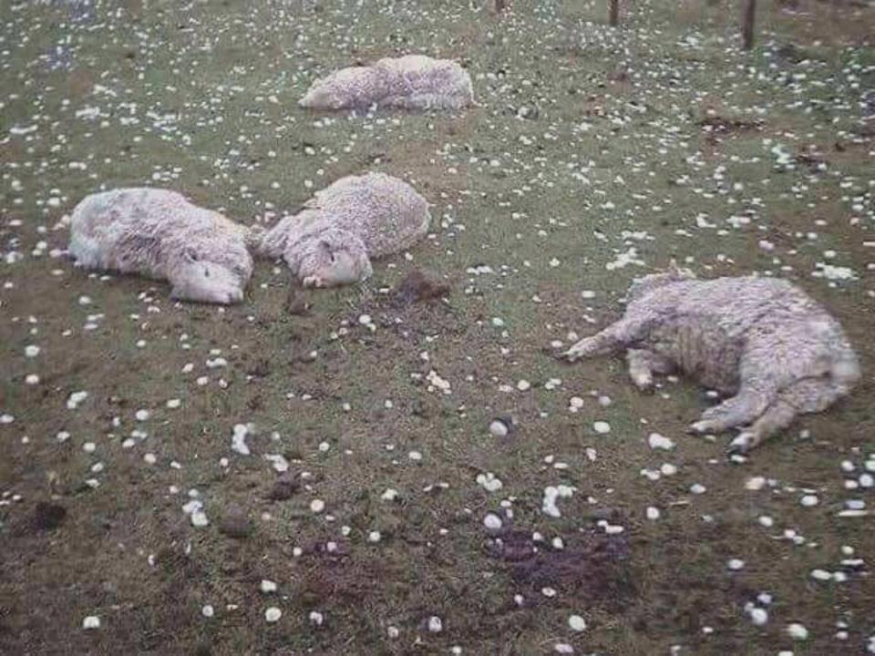 В Испании гигантским градом убило овец