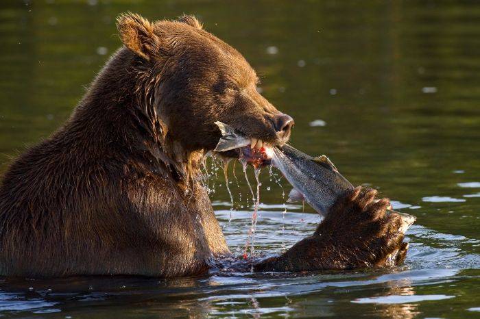 Медвежья рыбалка