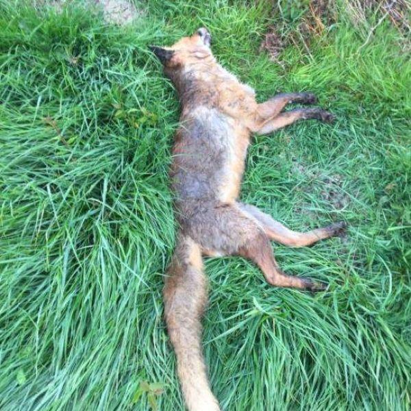 Винни Джонс удачно пострелял лис и стал объектом нападок защитников животных