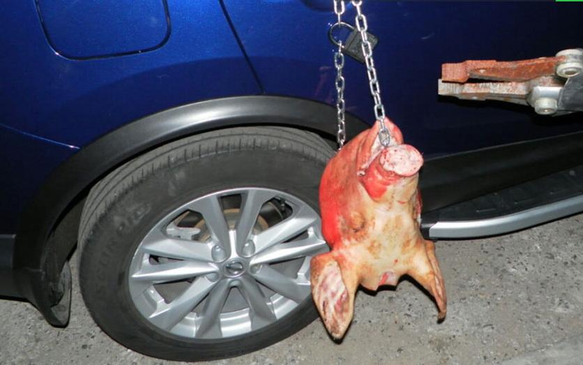В парковочных войнах в Чебоксарах свинья осталась крайняя