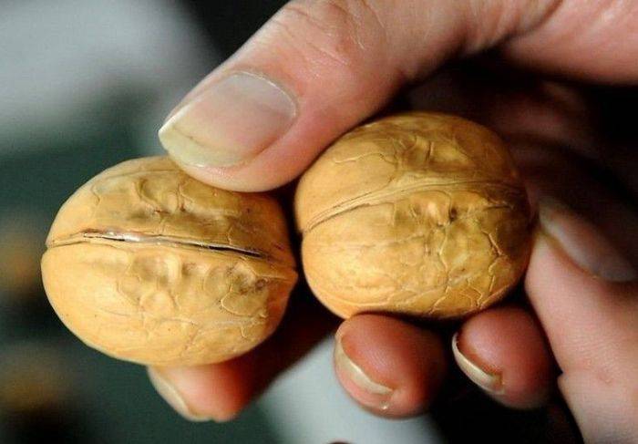 Поддельные грецкие орехи из Китая