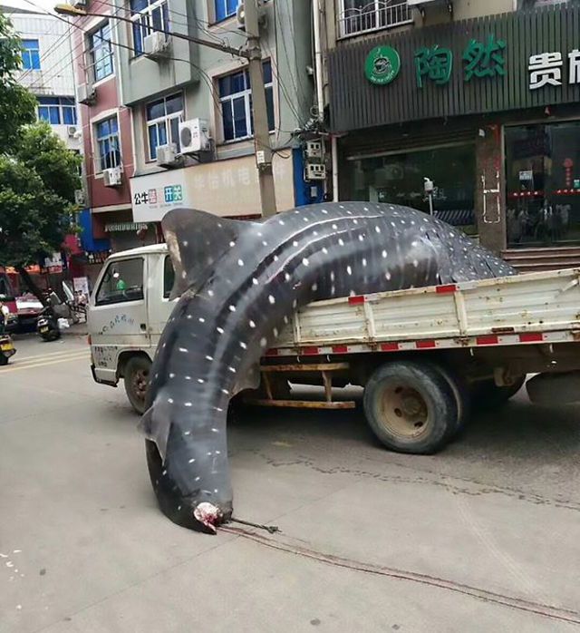 Китайские рыбаки колесили по улицам города с мертвой китовой акулой