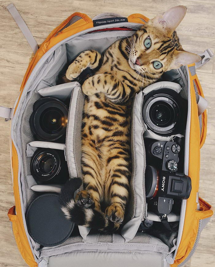 Кошка-путешественница