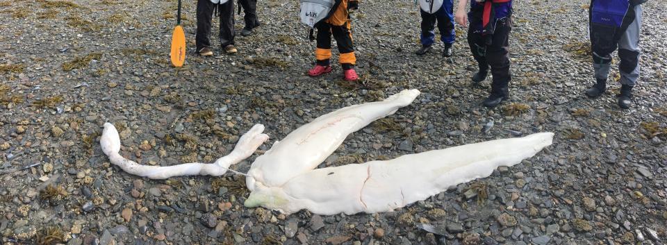 Тушу неизвестного существа выбросило на побережье Аляски