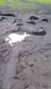 Бразильские аллигаторы умирают от жары