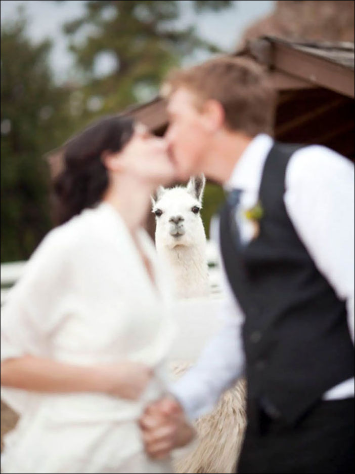 Забавные свадебные фото, которые получились случайно
