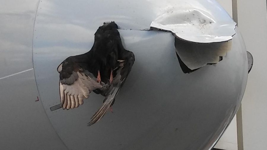 Птица атаковала Airbus в аэропорту Майами