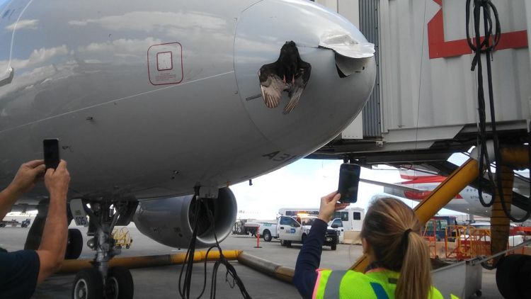 Птица атаковала Airbus в аэропорту Майами