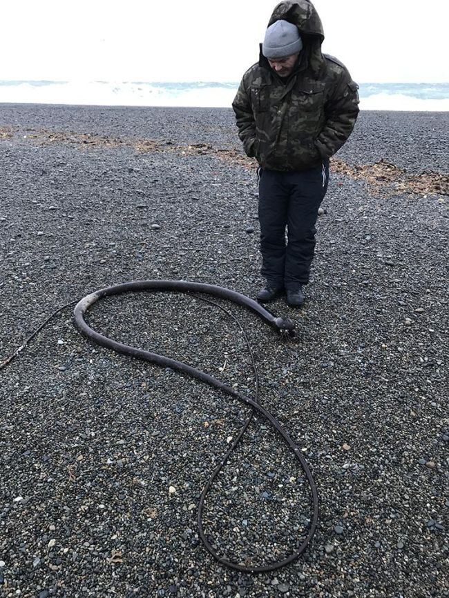 «Морских змей» стали находить на пляжах Чукотского полуострова