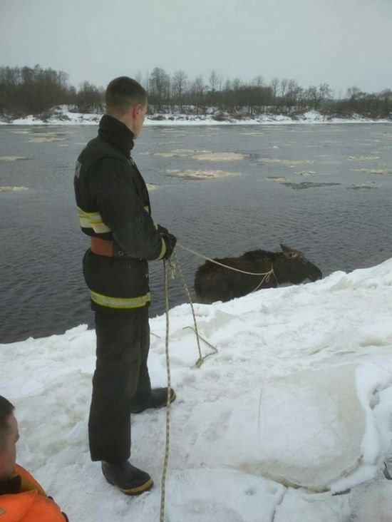 Как спасатели вытаскивали лося из ледяного плена
