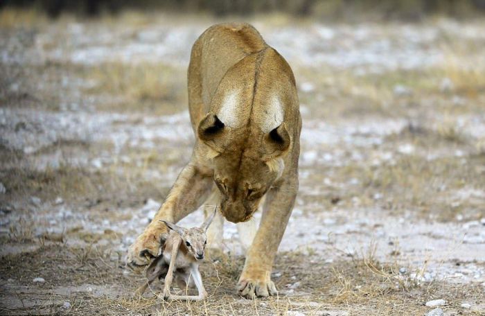 Львица заботится о маленькой антилопе