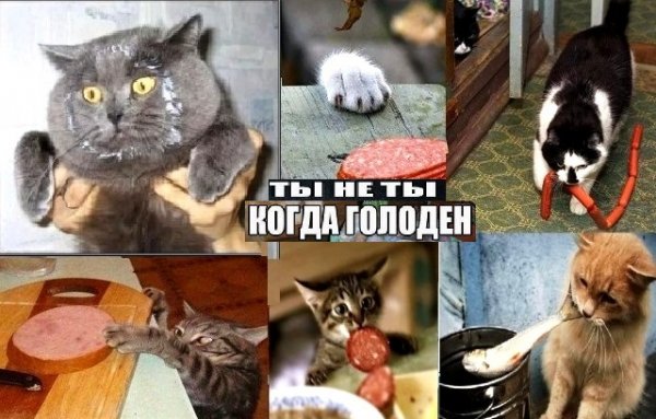 Подборка картинок с котами и про котов