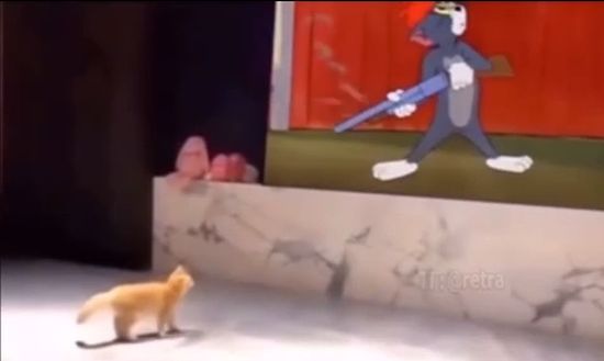 В «Том и Джерри» не врали, коты действительно так бегают