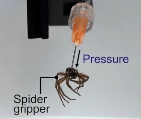 Необычный эксперимент - управление телом мертвого паука с помощью давления