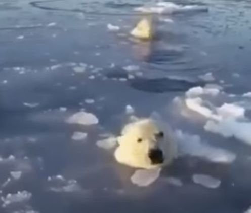 Белая медведица пробивает тонкий лёд, чтобы медвежонок мог всплывать и дышать