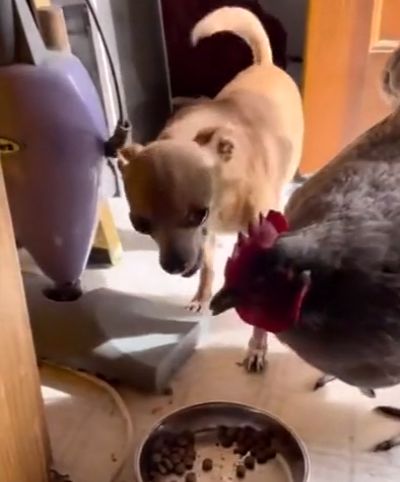Сторожевой пес не смог защитить свой обед от курицы