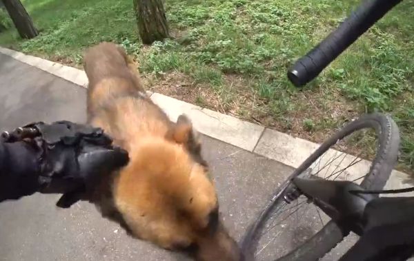 В Кабардино-Балкарии на велосипедиста попытались напасть два домашних пса, но его защитила бродячая собака