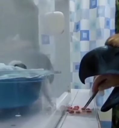 Филиппинского орла находящегося под угрозой исчезновения, кормит ручная марионетка