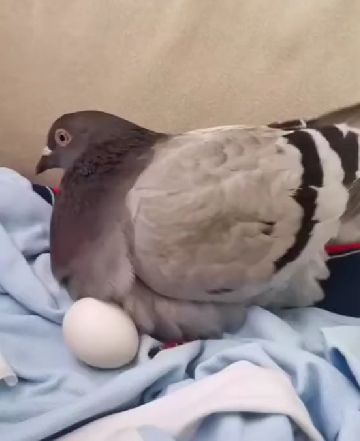 Вот так голуби греют яйца⁠⁠