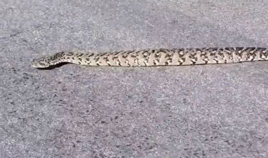 Змея передвигается по прямой линии⁠⁠