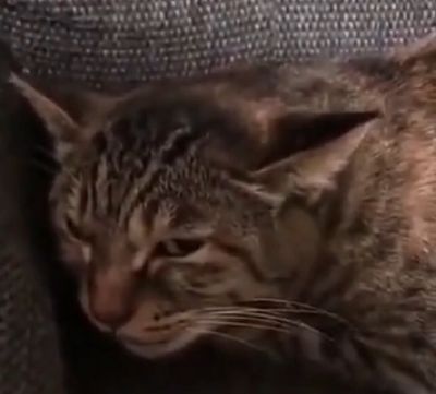 Кот неплохо подпевает своей хозяйке
