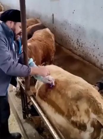 Корова не только молоко даёт⁠⁠