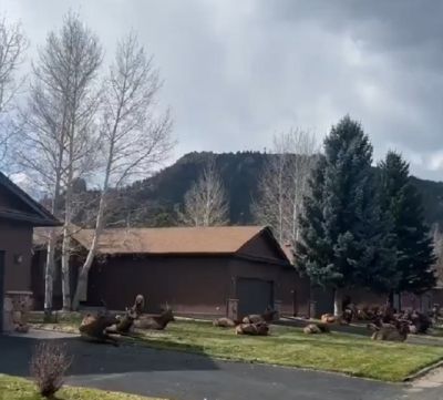 В Колорадо олени решили немного отдохнуть на лужайке возле дома
