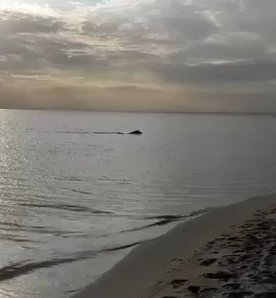 На Крымский пляж выплыл здоровенный кабан
