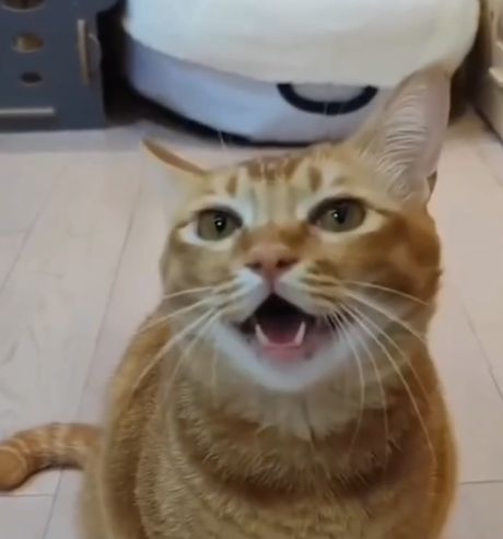 В китайских соцсетях завирусился поющий кот
