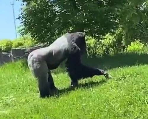 Милота дня: в зоопарке Детройта самец гориллы весом 180 кг решил погладить сурка