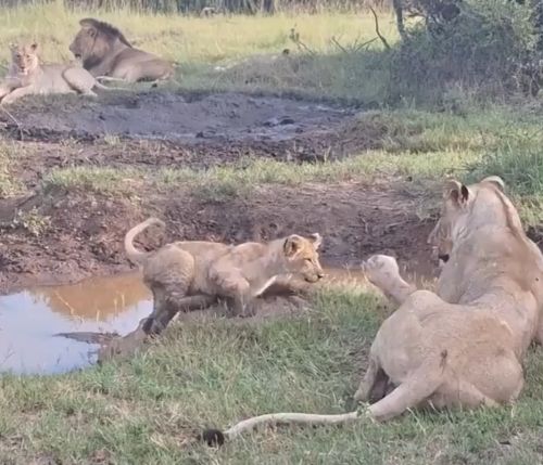 А не скинуть ли мне что-нибудь...