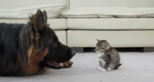 Пёс и котёнок стали друзьями в первый день знакомства