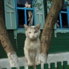 Аватар Sergeevich