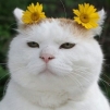 Аватар bodj