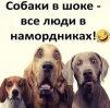 Аватар yapoo