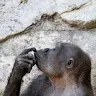 Аватар Space Monkey