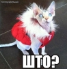Аватар Жопа Хэнка