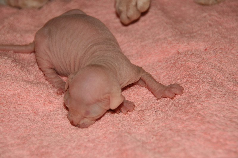Донской сфинкс новорожденные котята фото