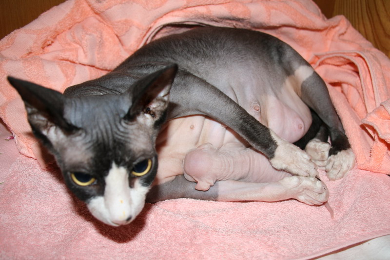 Новорожденные котята канадского сфинкса фото