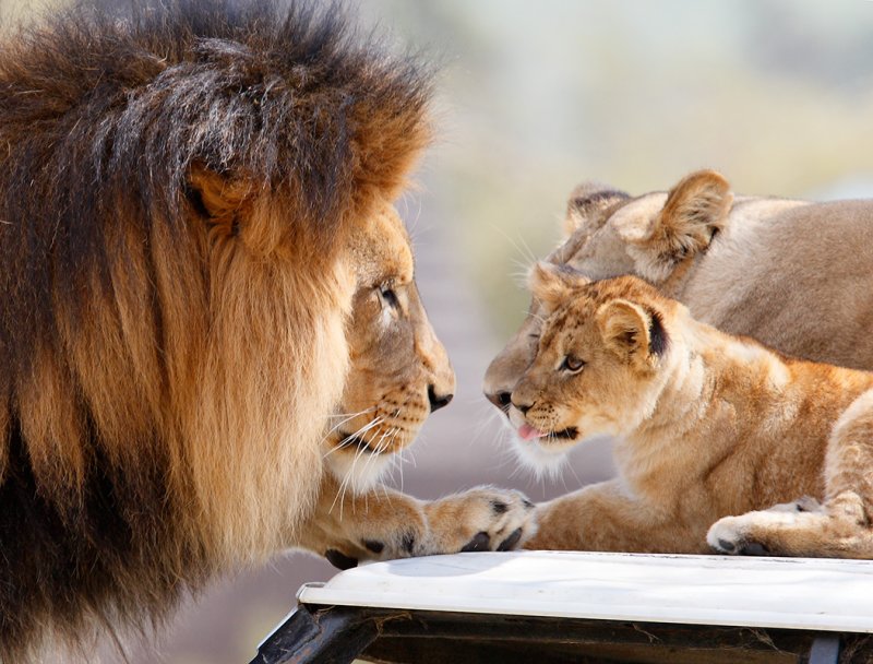 Лев какое семейство. Львиный Прайд. Лев львица и Львенок. Львиная семейка. Семья львы со львятами.